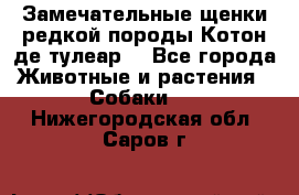 Замечательные щенки редкой породы Котон де тулеар  - Все города Животные и растения » Собаки   . Нижегородская обл.,Саров г.